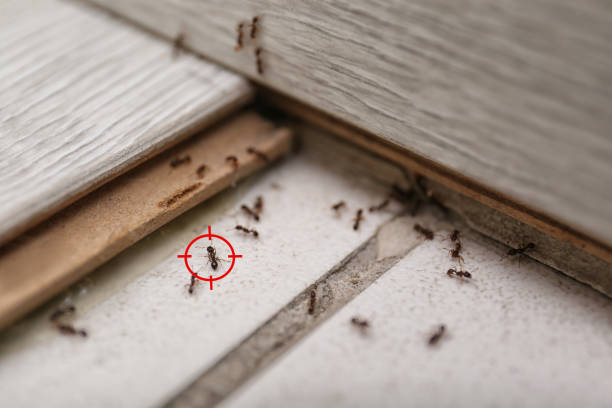 Best Mosquito Control Services  in Cambridge, OH