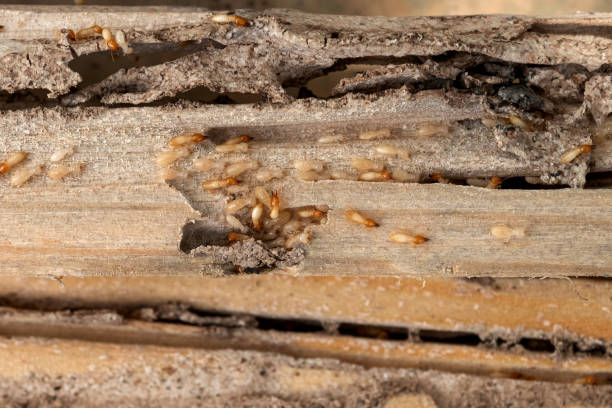 Best Spider Control Near Me  in Cambridge, OH